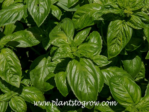 'Genovese' Sweet Basil (Ocimum basicilum)